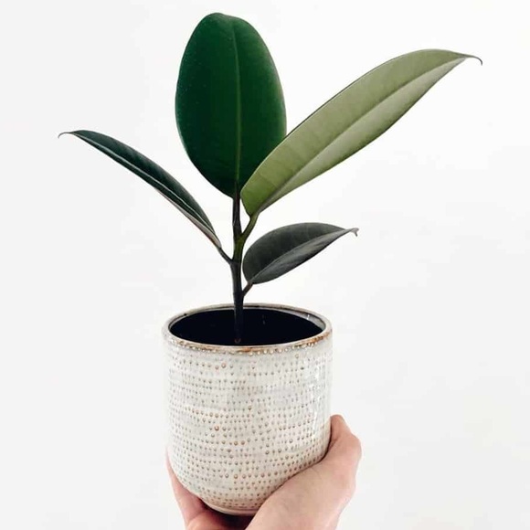 Profile Picture of Vanessa Cavazos (@vanessa_cavzs) on Poshmark