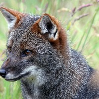 Profile Picture of Alice Fox (@alice-fox-14) on Quora