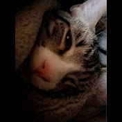 Profile Picture of Eli Brewer (@amybrewer405) on Youtube