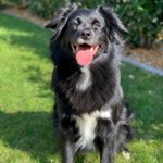 Profile Picture of Buddy (@buddy.the.prince) on Instagram