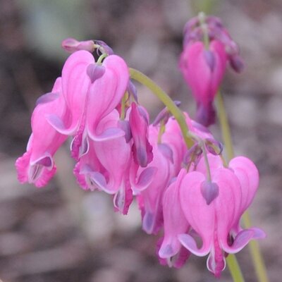 Profile Picture of Josh Scruggs (@Perennials_Josh) on Twitter