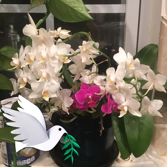 Profile Picture of Dina Nguyen (@dinadep2011) on Poshmark