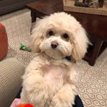 Profile Picture of Mr. Toby Falduto (@tobythedawg_) on Instagram