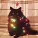 Profile Picture of Lilly Campbell (@lillycampbell358) on Pinterest