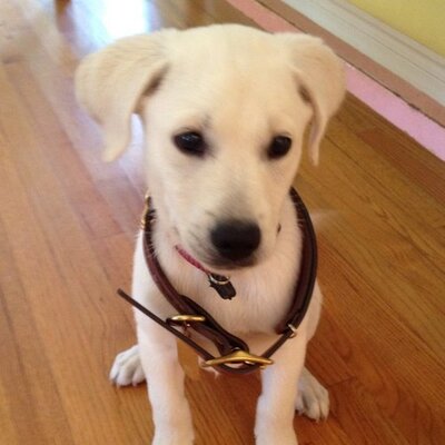 Profile Picture of Randy McPherson (@randalmc) on Twitter