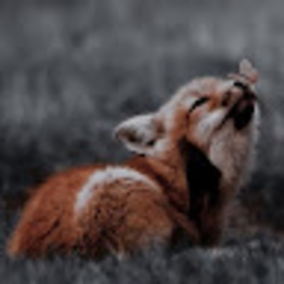 Profile Picture of Layla Joling (@layla84) on Poshmark