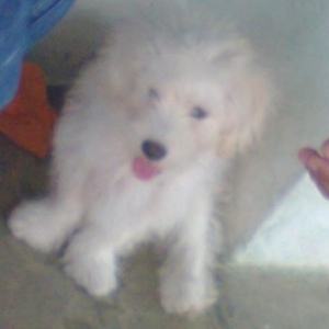 Profile Picture of Maria Isabel Peña Chirinos (@438909391) on Myspace