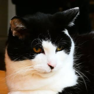 Josephine Kastner - Instagram Profile Picture of Josephine Kastner (@josephine_kastner) on Instagram