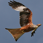 Profile Picture of Brian Carter (@briancarter2) on Flickr