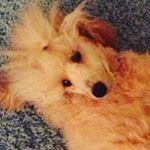 Profile Picture of Ginger Snap Townsend (@ginger_poodle1) on Instagram