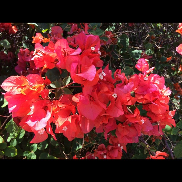 Marianne Gillum - Poshmark Profile Picture of Marianne Gillum (@marihand) on Poshmark