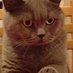 Profile Picture of Carlo Lucia Caffarelli (@carloluciacaffarelli) on Instagram