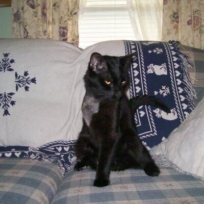 Profile Picture of Tammy Springer (@Tammyluvsspike) on Twitter