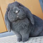 Profile Picture of Bob Grey 🐰 (@rabbitbobgrey) on Instagram