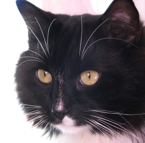 Profile Picture of Pat Perry (@pandapat54) on Poshmark