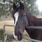 Profile Picture of Cynthia Barnes (@cob03227) on Instagram