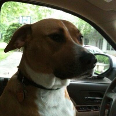 Profile Picture of Ginger Rex (@ginger_rex) on Twitter