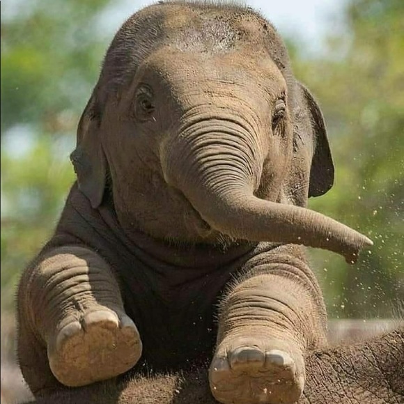 Profile Picture of Amy Quintero (@amylou1315) on Poshmark