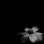 Alvin Damar - Facebook Profile Picture of Alvin Damar (@Alvin-Damar) on Facebook