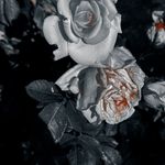 Profile Picture of moon.glade20 (@moon.glade20) on Instagram