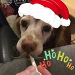 Profile Picture of Kimberley (@kim_cadeschien) on Instagram