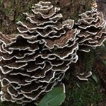 Profile Picture of Trevor Herrick (@mycotrevor) on Instagram