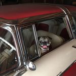 Profile Picture of Steven Sobotta (@stevensobotta) on Instagram