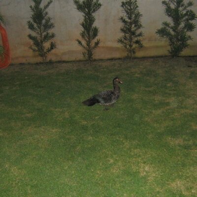 Profile Picture of Lucas Miranda Weber (@lucasmirandaweb) on Twitter