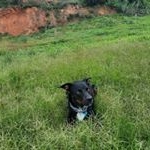 Gus🐈 Garfield🐈 Bady🐕 - Instagram Profile Picture of Gus🐈 Garfield🐈 Bady🐕 (@bagargus) on Instagram