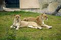 Profile Picture of Fresno Chaffee Zoo - Wikipediaon Wikipedia