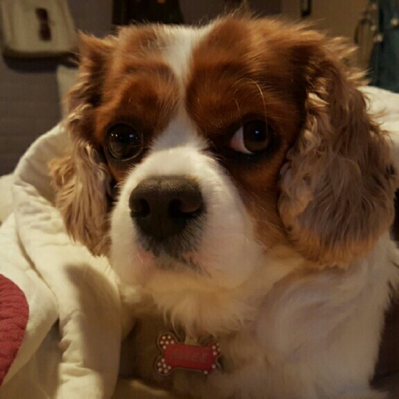 Profile Picture of Jean Tuohey (@ryleeshea22) on Poshmark