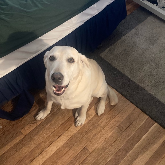 Ricky Gaisser - Poshmark Profile Picture of Ricky Gaisser (@rickenrocko) on Poshmark