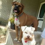 Profile Picture of Daisy-May & Bo Wallace (@nelsonpups) on Instagram