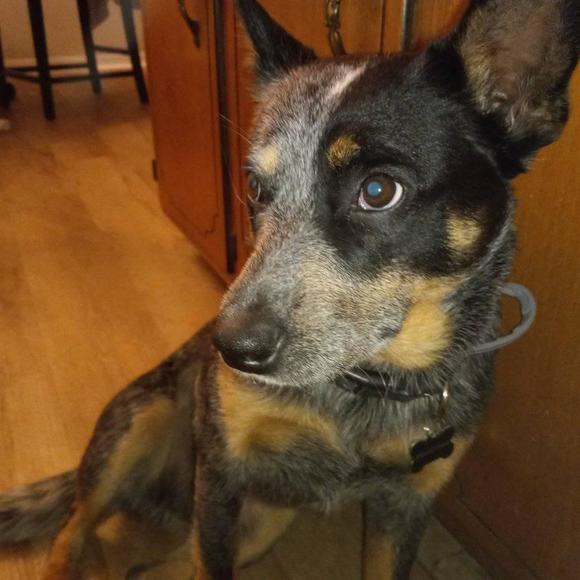 Profile Picture of Brett Millender (@itzbrett17) on Poshmark