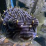 Profile Picture of Matt Sthreshley (@mattforstretch) on Instagram