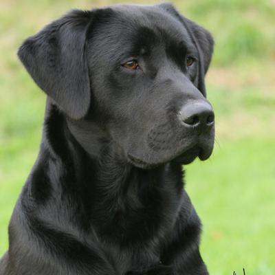 Profile Picture of Fenway Labradors (@FenwayLabradors) on Twitter