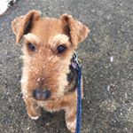 Profile Picture of Tanner Wilcox-Carnevale (@tanner_woolieboy) on Instagram