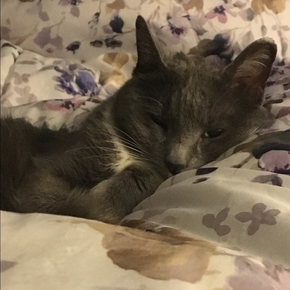 Profile Picture of Laura Vencill (@lmvencil) on Poshmark