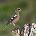 Profile Photo of Eurasian chaffinchon Wikipedia