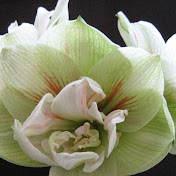 Profile Picture of Herbert Adams (@herbasol1941) on Youtube