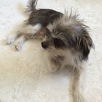 Profile Picture of Benny Huynh (@bennywoofwoof) on Instagram