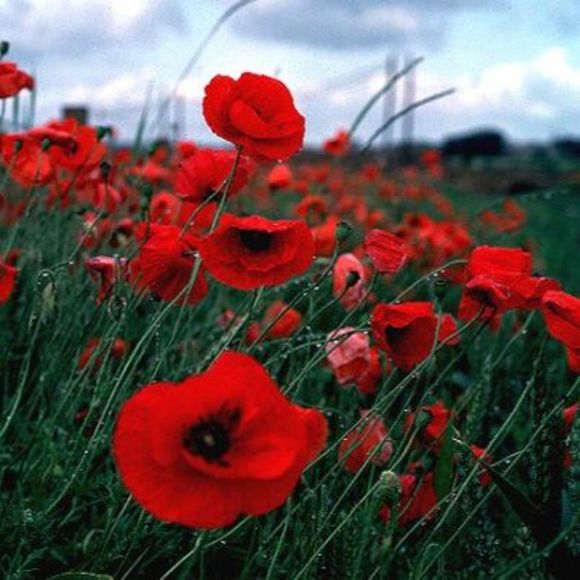 Profile Picture of James Macqueen (@jamesmacqueen) on Poshmark