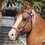 Profile Picture of horse love (@indian_horse_07) on Instagram
