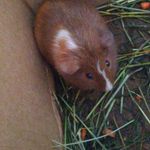 savage ginne pig - Instagram Profile Picture of savage ginne pig (@chimechanga7) on Instagram