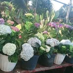 Profile Picture of Kah Balita (@Kah-Balita) on Facebook