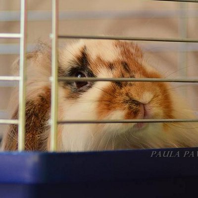Profile Picture of Paula Pawlak (@Cavallias) on Twitter