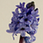 Profile Picture of M & M (@Marion & Martijn) on Flickr