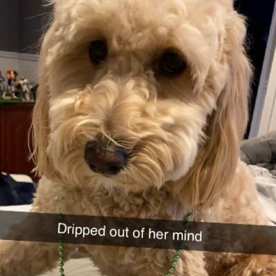 Profile Picture of Michael Mauceri (@MichaelMauceri1) on Twitter