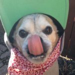 Profile Picture of Charles Walter Kenneth Miller (@charlesthethugpug) on Instagram