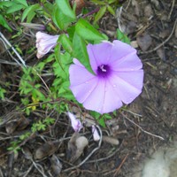 Profile Picture of Joni Wong (@joni-wong-7) on Quora